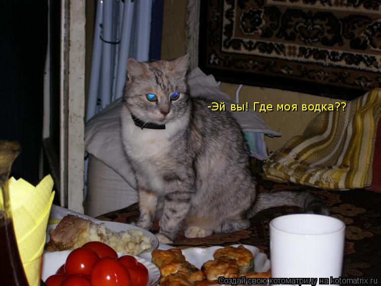 Котоматрица: -Эй вы! Где моя водка??