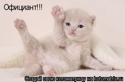 Официант!!!... Котоматрица: Официант!!!