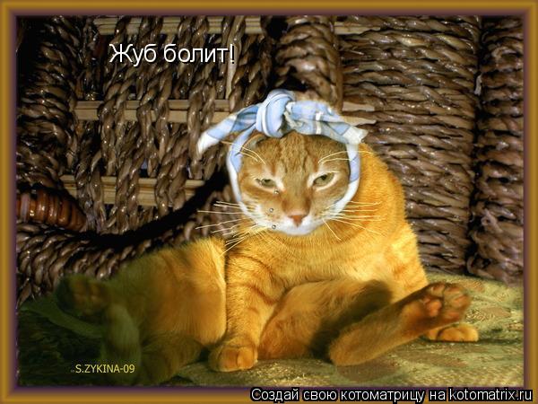 Жуб болит!... Котоматрица: Жуб болит!