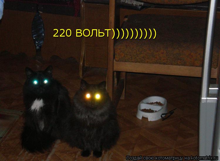 Котоматрица: 220 ВОЛЬТ))))))))))