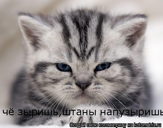 чё зыришь,штаны напузыришь... Котоматрица: чё зыришь,штаны напузыришь