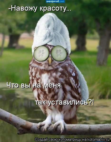 Котоматрица: -Навожу красоту. Что вы на меня  так уставились?! ..