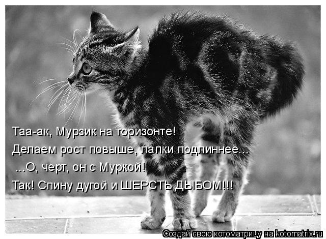 Котоматрица: Таа-ак, Мурзик на горизонте!  Делаем рост повыше, лапки подлиннее... ...О, черт, он с Муркой!  Так! Спину дугой и ШЕРСТЬ ДЫБОМ!!!