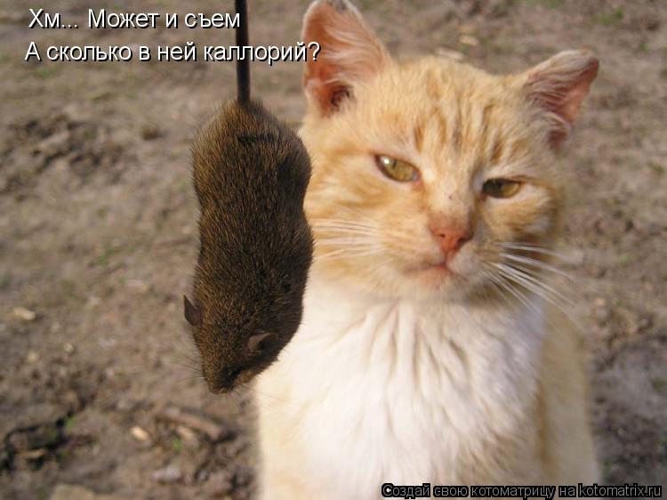 Хм... Может и съем А сколько в ней каллорий?... Котоматрица: Хм... Может и съем А сколько в ней каллорий?