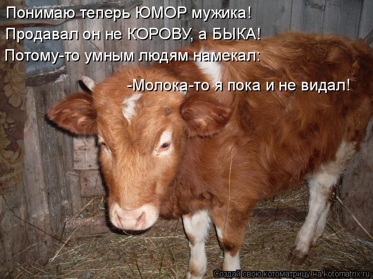Понимаю теперь ЮМОР мужика! -Молока-то я пока и не видал! Потому-то умным людям намекал: Продавал он ... Котоматрица: Понимаю теперь ЮМОР мужика! -Молока-то я пока и не видал! Потому-то умным людям намекал: Продавал он не КОРОВУ, а БЫКА!