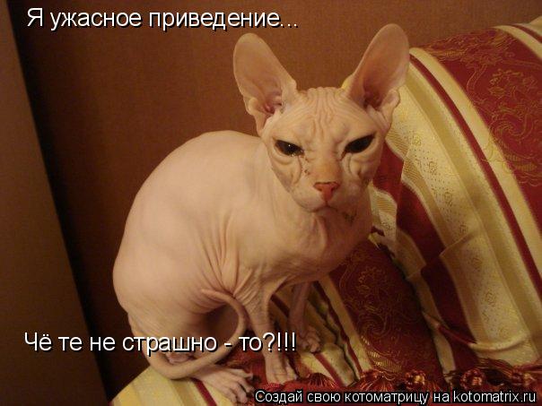 Я ужасное приведение... Чё те не страшно - то?!!!... Котоматрица: Я ужасное приведение... Чё те не страшно - то?!!!