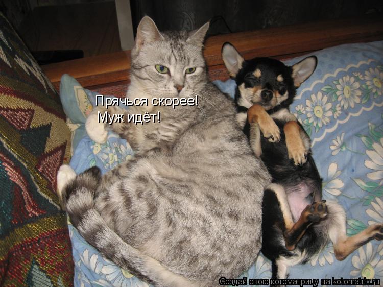 Котоматрица: Прячься скорее! Муж идёт!