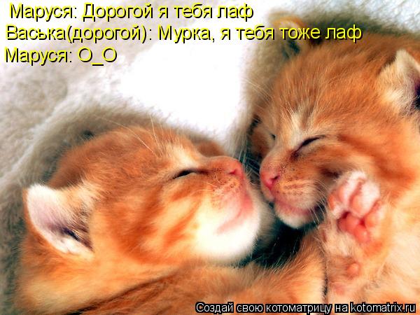 Котоматрица: Маруся: Дорогой я тебя лаф Васька(дорогой): Мурка, я тебя тоже лаф Маруся: О_О