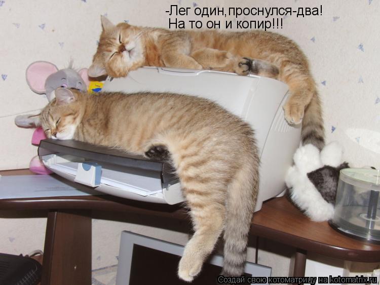 -Лег один,проснулся-два! На то он и копир!!!... Котоматрица: -Лег один,проснулся-два! На то он и копир!!!