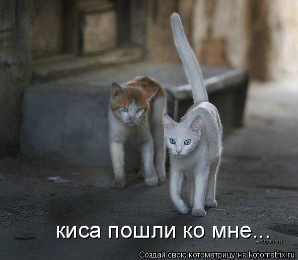 киса пошли ко мне...... Котоматрица: киса пошли ко мне...