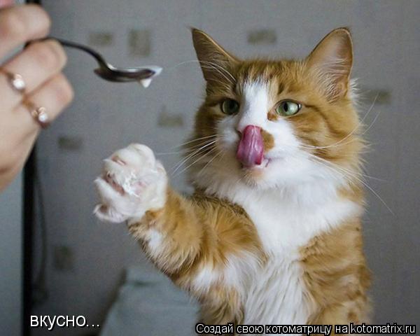 Котоматрица: вкусно...
