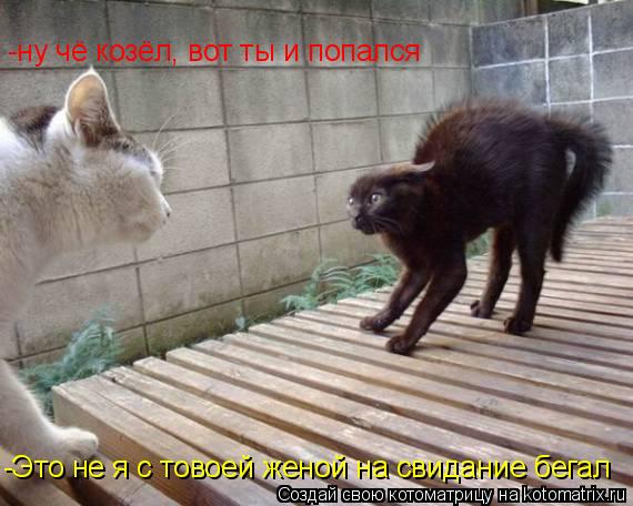 Котоматрица: -ну чё козёл, вот ты и попался -Это не я с товоей женой на свидание бегал -Это не я с товоей женой на свидание бегал