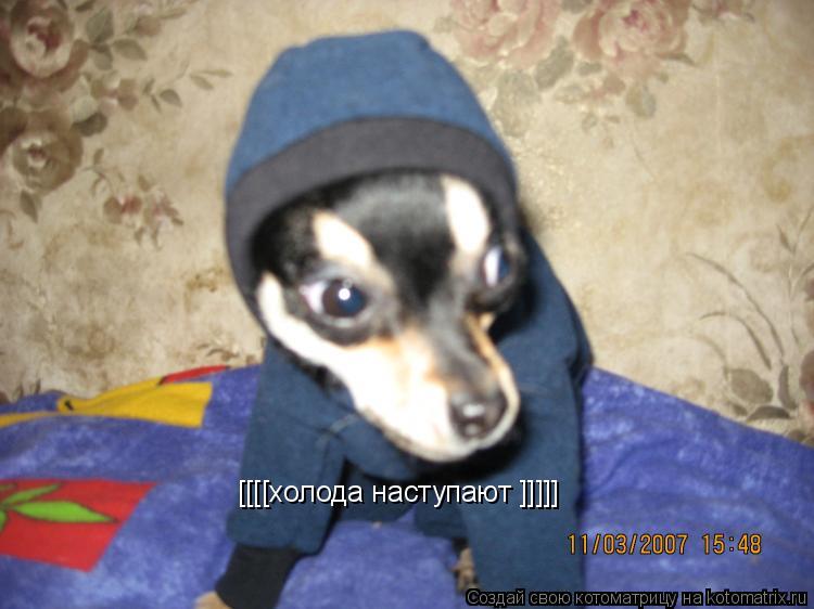 Котоматрица: [[[[холода наступают ]]]]]