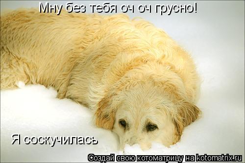 Котоматрица: Мну без тебя оч оч грусно! Я соскучилась