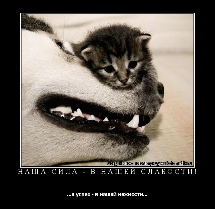 наша сила - в нашей слабости! ...а успех - в нашей нежности...... Котоматрица: наша сила - в нашей слабости! ...а успех - в нашей нежности...