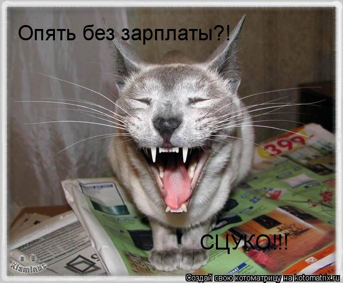 Опять без зарплаты?! СЦУКО!!!... Котоматрица: Опять без зарплаты?! СЦУКО!!!