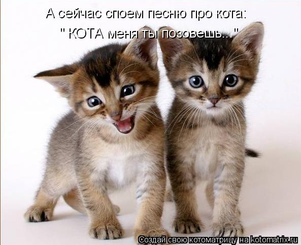 А сейчас споем песню про кота: " КОТА меня ты позовешь..."... Котоматрица: А сейчас споем песню про кота: " КОТА меня ты позовешь..."