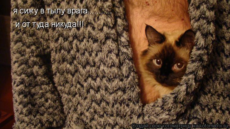 Котоматрица: я сижу в тылу врага........... и от туда никуда!!!