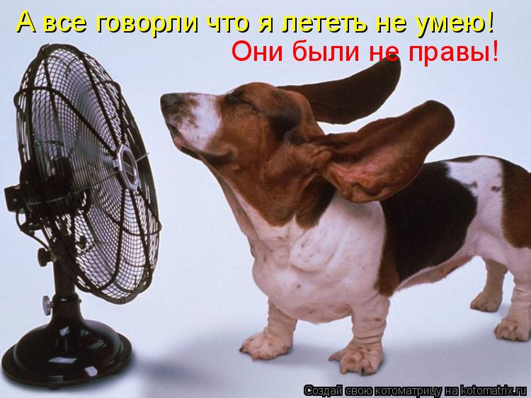 А все говорли что я лететь не умею! Они были не правы!... Котоматрица: А все говорли что я лететь не умею! Они были не правы!