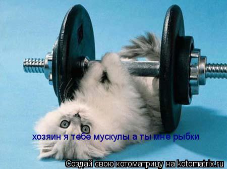 хозяин я тебе мускулы а ты мне рыбки... Котоматрица: хозяин я тебе мускулы а ты мне рыбки