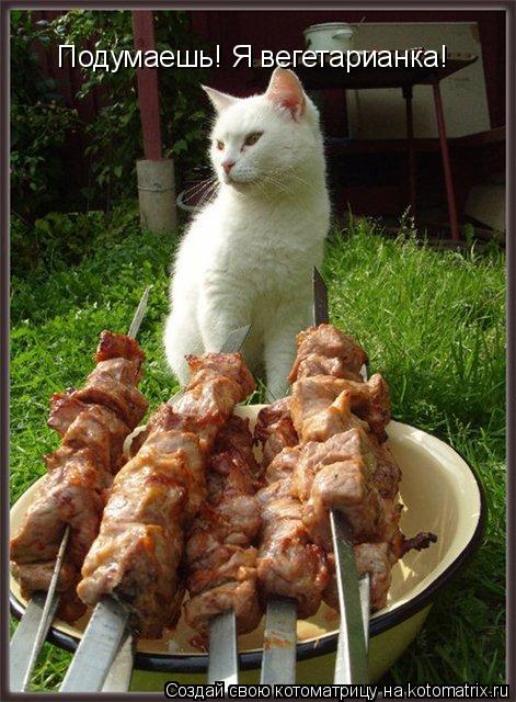 Подумаешь! Я вегетарианка!... Котоматрица: Подумаешь! Я вегетарианка!