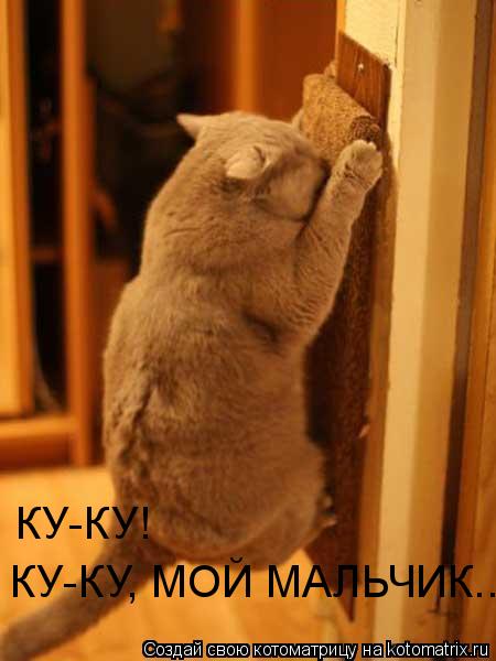 Котоматрица: КУ-КУ!  КУ-КУ, МОЙ МАЛЬЧИК..