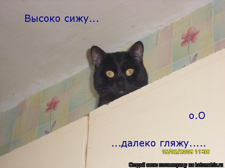 Высоко сижу... ...далеко гляжу..... о.О... Котоматрица: Высоко сижу... ...далеко гляжу..... о.О