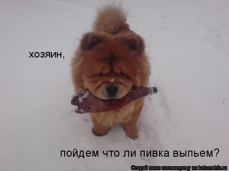 пойдем что ли пивка выпьем? хозяин,... Котоматрица: пойдем что ли пивка выпьем? хозяин,