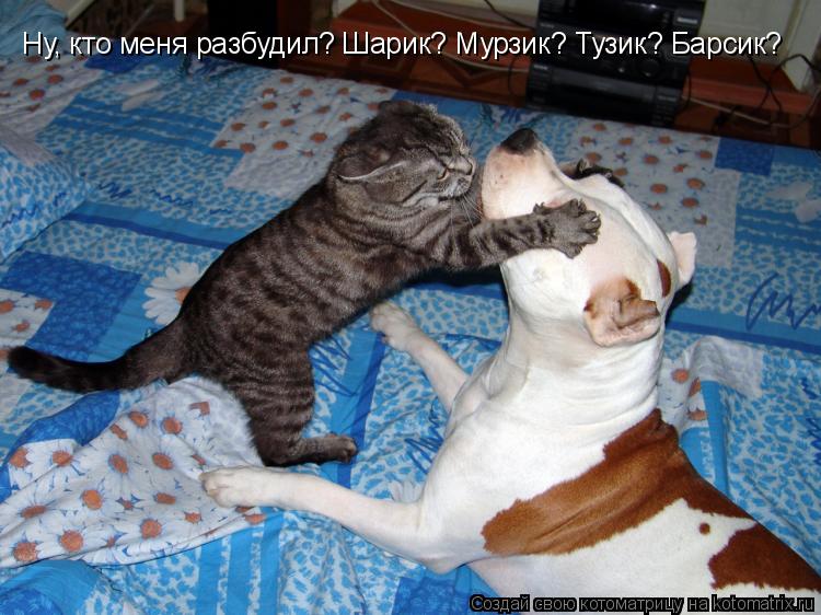 Ну, кто меня разбудил? Шарик? Мурзик? Тузик? Барсик?... Котоматрица: Ну, кто меня разбудил? Шарик? Мурзик? Тузик? Барсик?