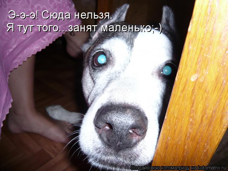 Э-э-э! Сюда нельзя. Я тут того...занят маленько;-)... Котоматрица: Э-э-э! Сюда нельзя. Я тут того...занят маленько;-)
