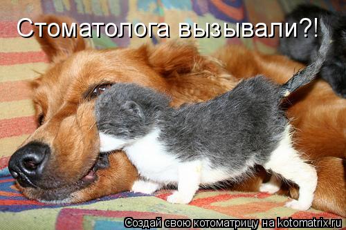 Стоматолога вызывали?!... Котоматрица: Стоматолога вызывали?!