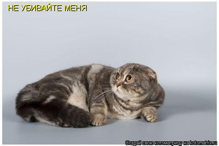 НЕ УБИВАЙТЕ МЕНЯ... Котоматрица: НЕ УБИВАЙТЕ МЕНЯ