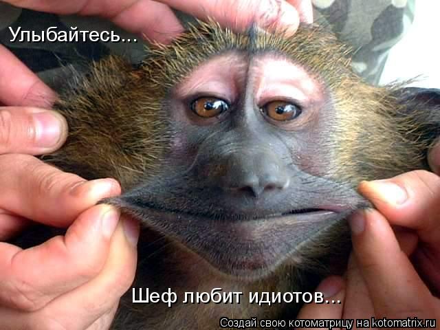 Улыбайтесь... Шеф любит идиотов...... Котоматрица: Улыбайтесь... Шеф любит идиотов...