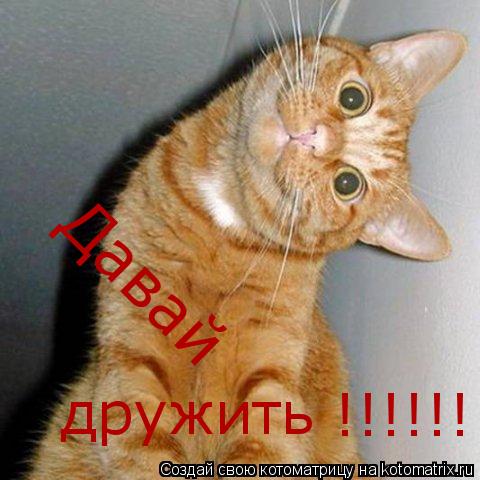Давай дружить !!!!!!... Котоматрица: Давай дружить !!!!!!