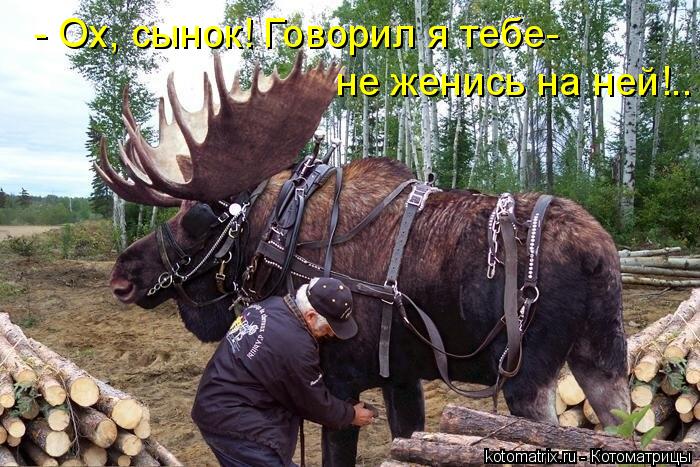 - Ох, сынок! Говорил я тебе- не женись на ней!..... Котоматрица: - Ох, сынок! Говорил я тебе- не женись на ней!..