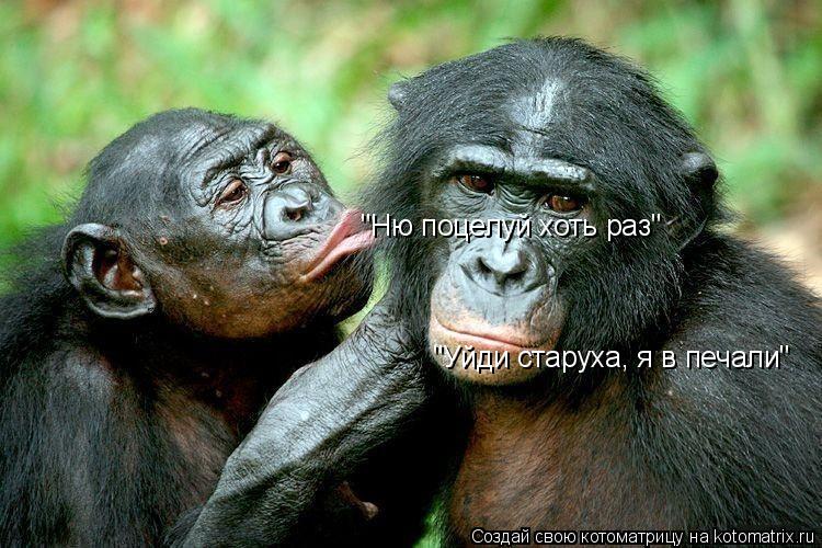 "Ню поцелуй хоть раз" "Уйди старуха, я в печали"... Котоматрица: "Ню поцелуй хоть раз" "Уйди старуха, я в печали"