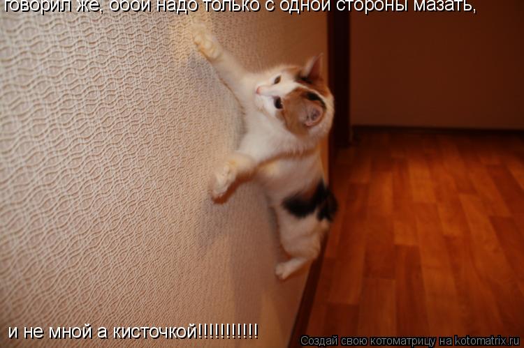 говорил же, обои надо только с одной стороны мазать, и не мной а кисточкой!!!!!!!!!!!... Котоматрица: говорил же, обои надо только с одной стороны мазать, и не мной а кисточкой!!!!!!!!!!!