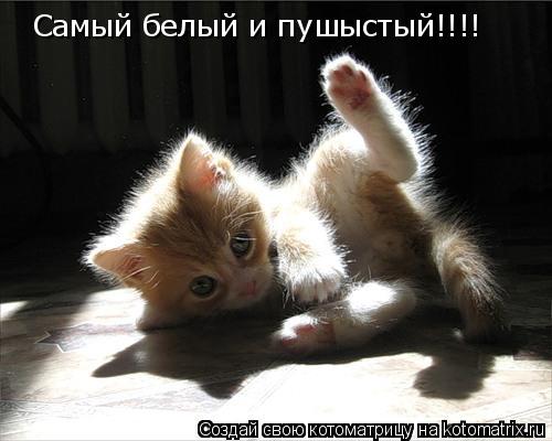 Самый белый и пушыстый!!!!... Котоматрица: Самый белый и пушыстый!!!!