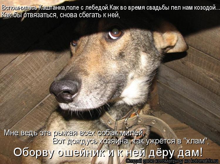 Вспомнилась Каштанка,поле с лебедой.Как во время свадьбы пел нам козодой... Как-бы отвязаться, снова ... Котоматрица: Вспомнилась Каштанка,поле с лебедой.Как во время свадьбы пел нам козодой... Как-бы отвязаться, снова сбегать к ней, Мне ведь эта рыжая всех со