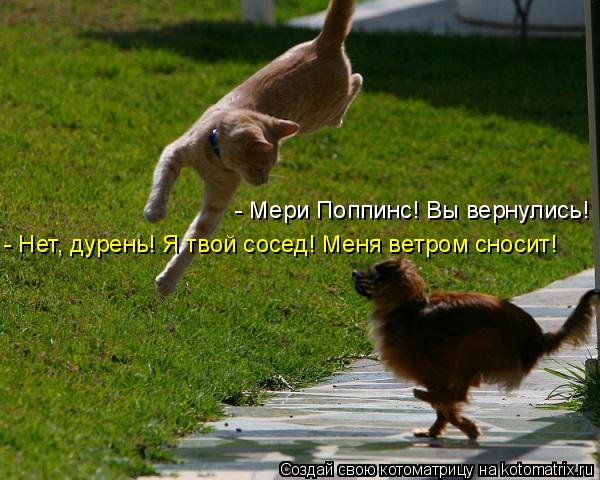- Мери Поппинс! Вы вернулись! - Нет, дурень! Я твой сосед! Меня ветром сносит!... Котоматрица: - Мери Поппинс! Вы вернулись! - Нет, дурень! Я твой сосед! Меня ветром сносит!