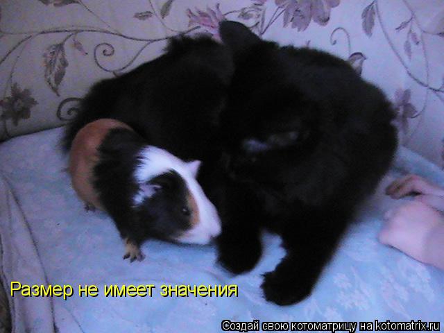 Размер не имеет значения... Котоматрица: Размер не имеет значения