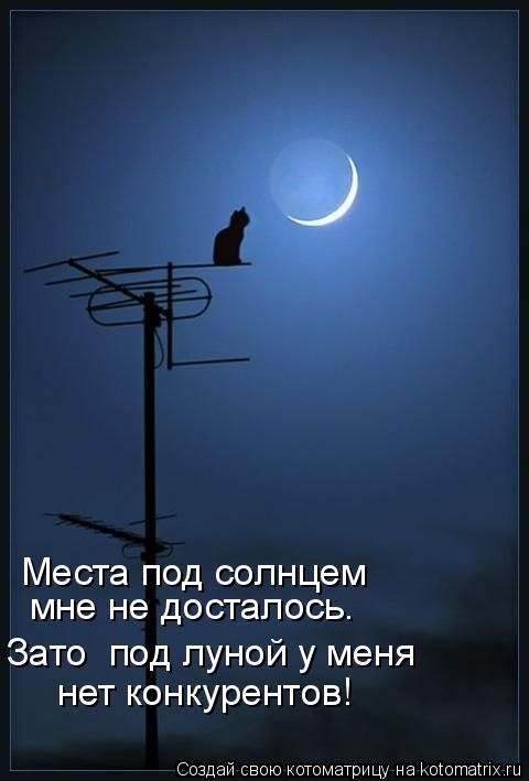 Места под солнцем мне не досталось. Зато под луной у меня нет конкурентов!... Котоматрица: Места под солнцем мне не досталось. Зато под луной у меня нет конкурентов!