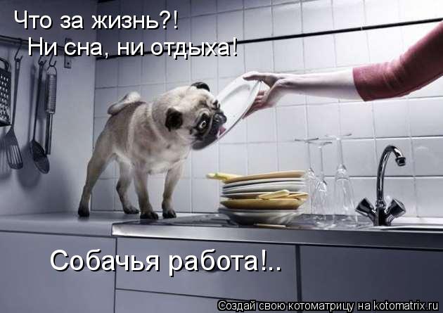 Что за жизнь?! Ни сна, ни отдыха! Собачья работа!..... Котоматрица: Что за жизнь?! Ни сна, ни отдыха! Собачья работа!..