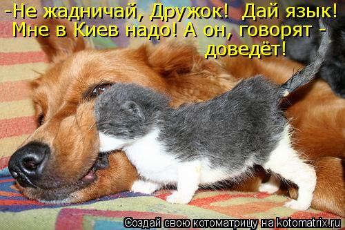 -Не жадничай, Дружок! Дай язык! Мне в Киев надо! А он, говорят - доведёт!... Котоматрица: -Не жадничай, Дружок! Дай язык! Мне в Киев надо! А он, говорят - доведёт!