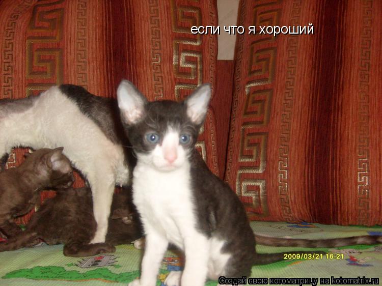 Котоматрица: если что я хороший если что я хороший