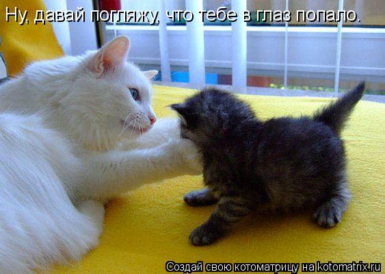 Ну, давай погляжу, что тебе в глаз попало.... Котоматрица: Ну, давай погляжу, что тебе в глаз попало.