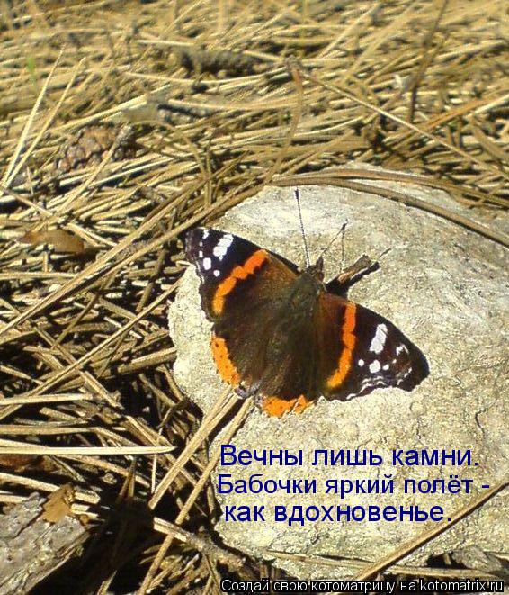Котоматрица: Вечны лишь камни. Бабочки яркий полёт - как вдохновенье.