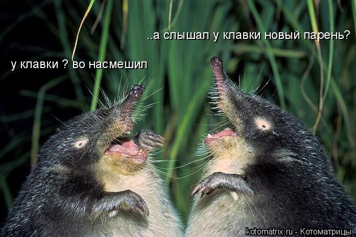 ..а слышал у клавки новый парень? у клавки ? во насмешил... Котоматрица: ..а слышал у клавки новый парень? у клавки ? во насмешил