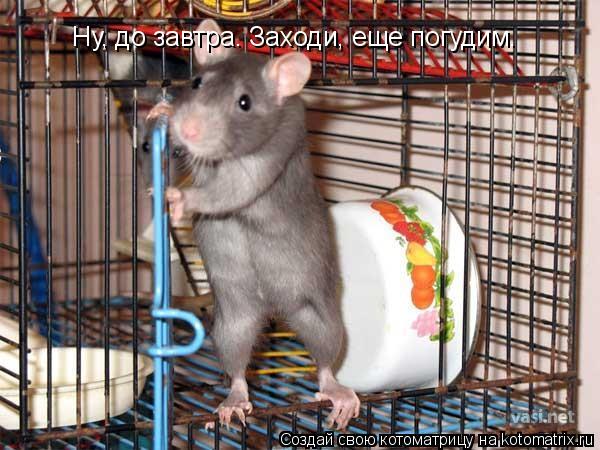 Ну, до завтра. Заходи, еще погудим.... Котоматрица: Ну, до завтра. Заходи, еще погудим.