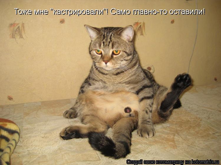 Тоже мне "кастрировали"! Само главно-то оставили!... Котоматрица: Тоже мне "кастрировали"! Само главно-то оставили!